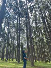 สวนสนบ่อแก้ว | จ.เชียงใหม่ 🌲🪵🍃✨