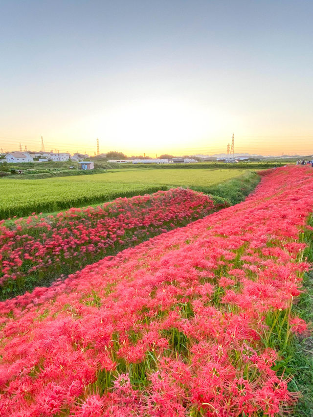 【愛知 秋の絶景】🌸 真っ赤に染まる絶景！矢勝川堤で彼岸花を楽しもう🌸