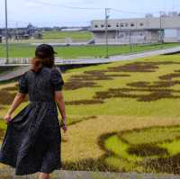 ทุ่ง Spider Lilly,ทานตะวัน,ทุ่งนาศิลปะในที่เดียว