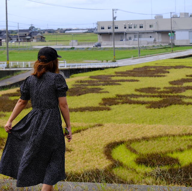 ทุ่ง Spider Lilly,ทานตะวัน,ทุ่งนาศิลปะในที่เดียว
