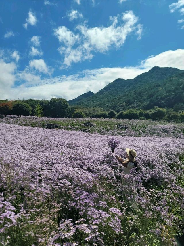 가을을 알리는 너무 예쁜 보라천국💜