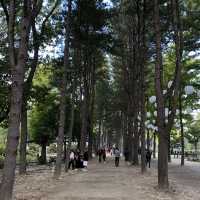 Escape to Nami Island: A Scenic Wonderland for All Seasons 🇰🇷