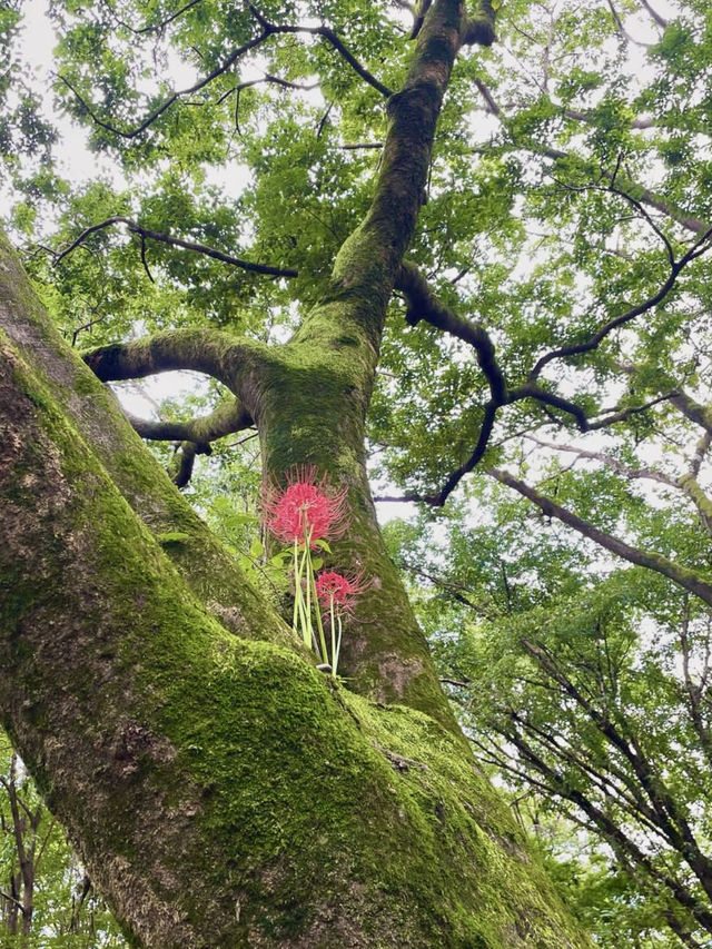 아름다운 붉은 꽃들이 활짝 핀 🌷 사이타마 공원피크닉 데이트