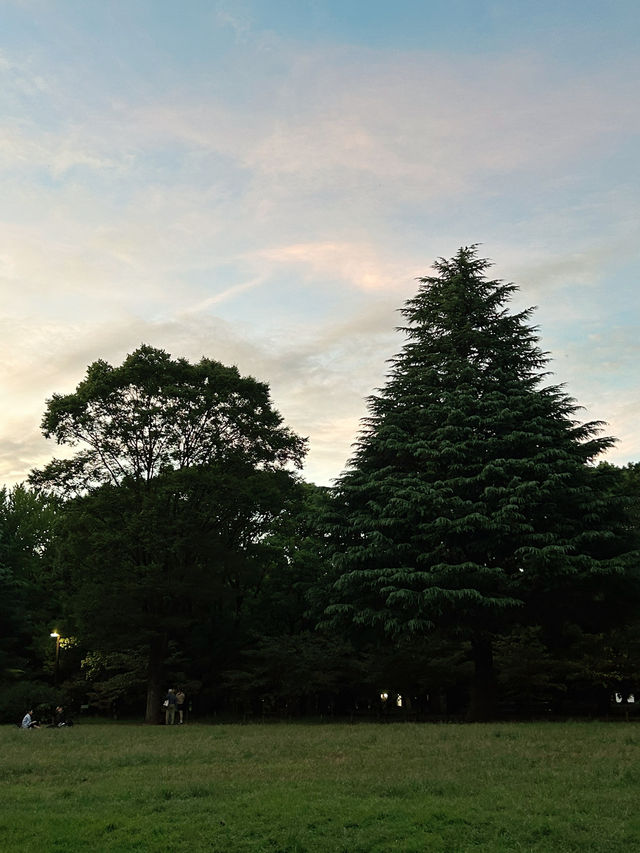 도쿄 요요기 공원에서 산책하기🌳💚