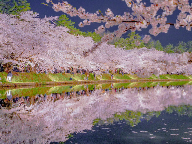 【青森/弘前】しぬまでに見たい弘前城のさくら
