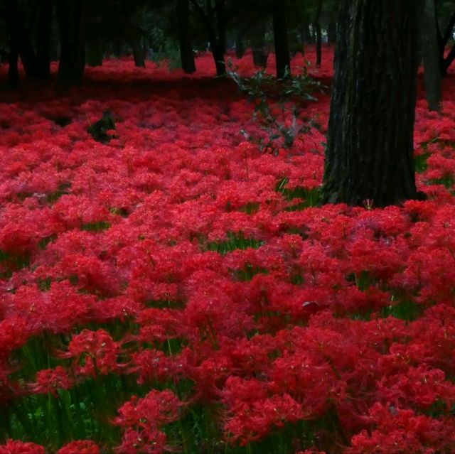 異世界広がる曼珠沙華