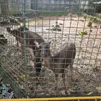 Zoobic Safari - The Jungle Outta City.