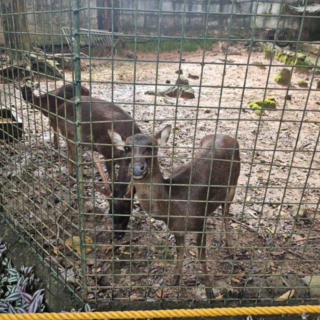 Zoobic Safari - The Jungle Outta City.