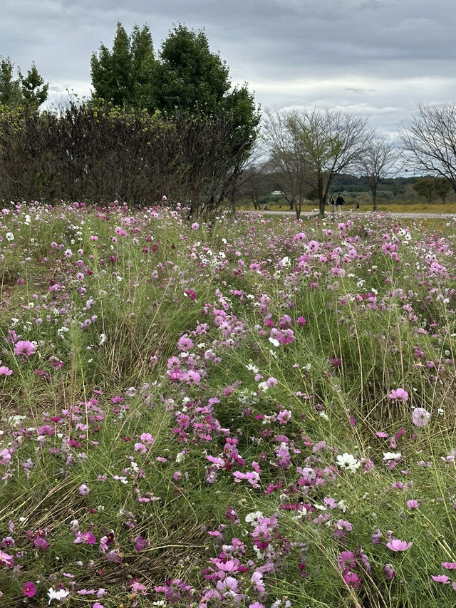 공휴일날 자연과 꽃과 🌸휴식하며 가을나들이하기 🏝️좋은 여주 여행지 추천
