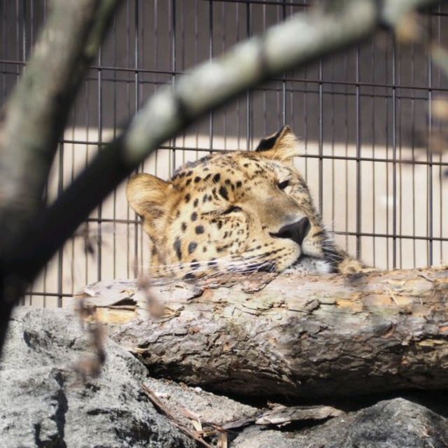 旭川景點｜亞洲觀賞極地動物最近的動物園—旭川動物園