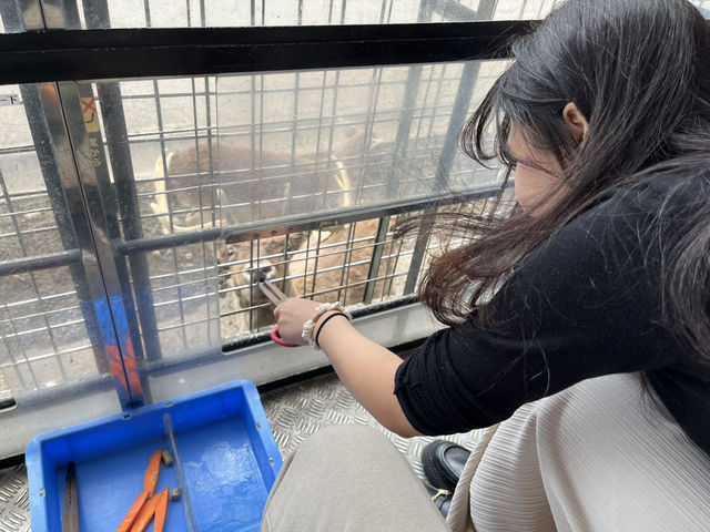 日本🇯🇵 九州自然動物園｜居然可以親自餵獅子🦁 超近距離接觸各種可愛的動物！