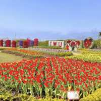 一年四季都能賞花「中社觀光花市」🌹
