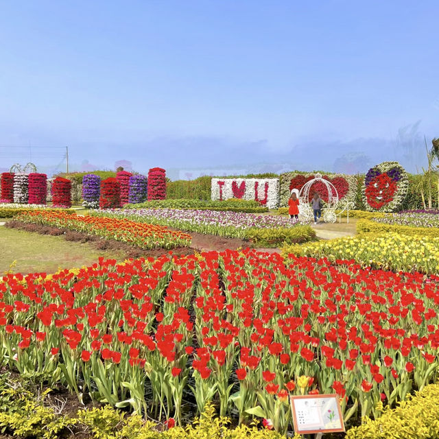 一年四季都能賞花「中社觀光花市」🌹