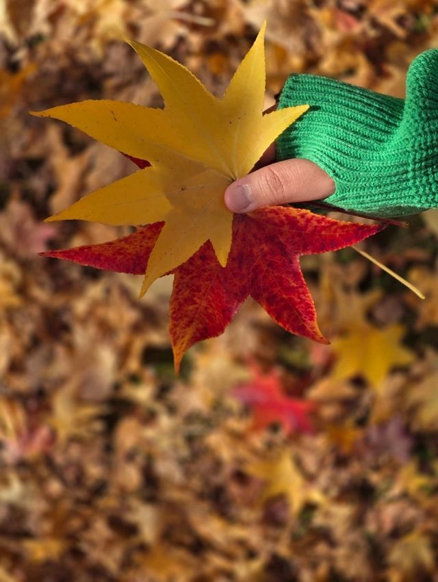 알록달록 단풍이 예쁜 거창 도시숲공원🍁