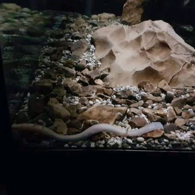 Postojna Cave✨️