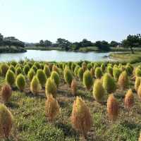 海之中道海濱公園-花卉的「花之丘」