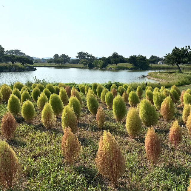 海之中道海濱公園-花卉的「花之丘」