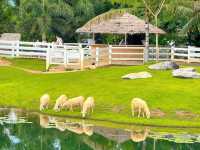 Bucolic Khaoyai 🎥🕹️