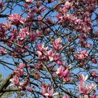 Taiziwan Park - The best place for Tulips in Hangzhou