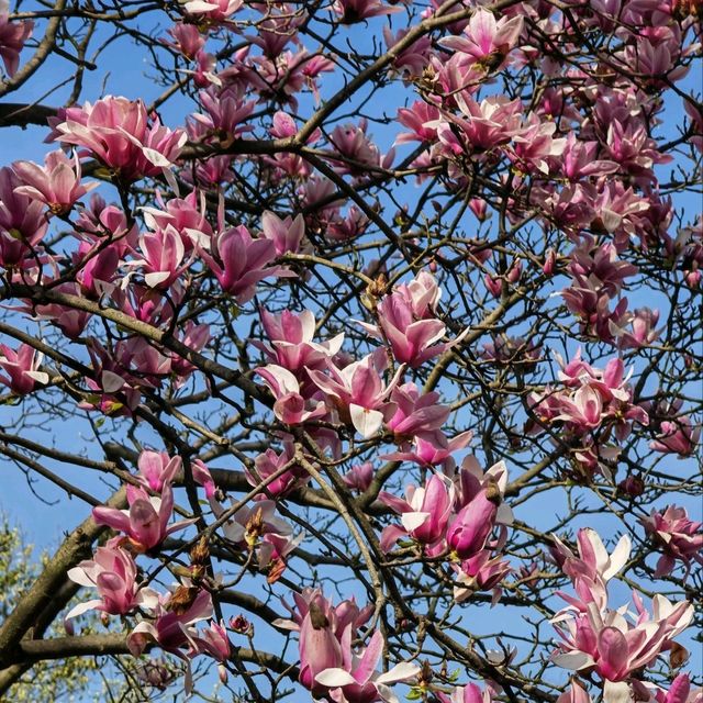 Taiziwan Park - The best place for Tulips in Hangzhou