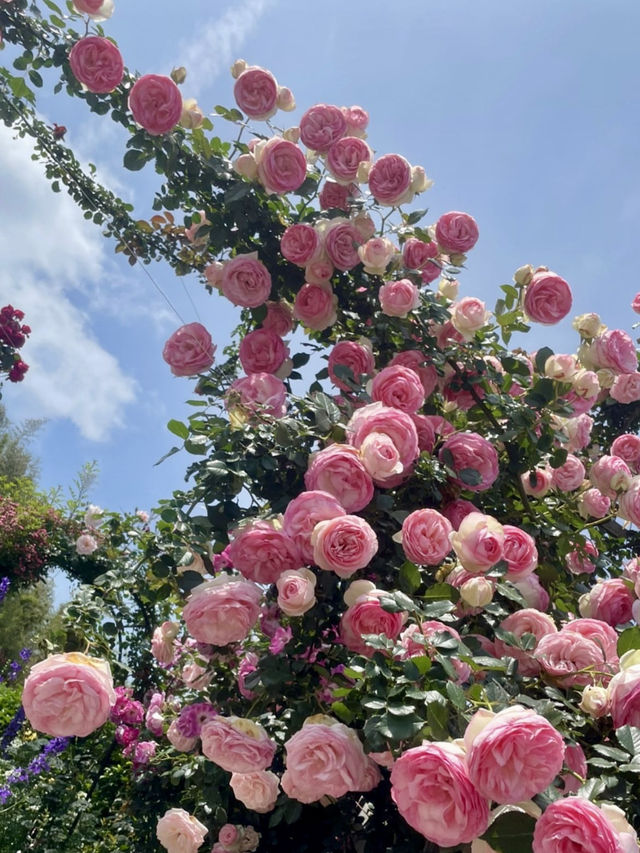 【大分】素敵なご夫婦が育てる丹精込めたバラ園🌹