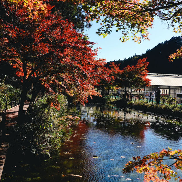  Monet's pond