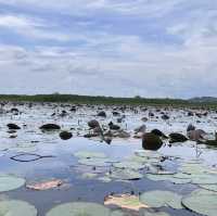 Discover the enchanting beauty of Thale Noi Lake in Phatthalung, Thailand 