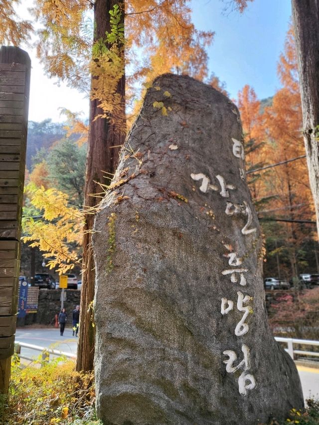 인생샷 포토존이 있는 대전 가을여행