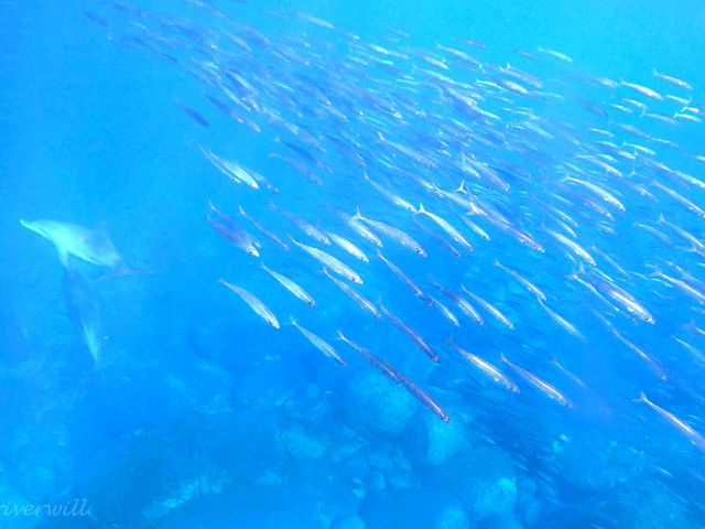 【東京離島】ドルフィンスイムの聖地！絶海の孤島「御蔵島」