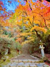福岡観光🥰情緒ある秋月城跡🏯紅葉も美しい🍁