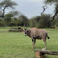 Magnificent Antelope at Nguuni