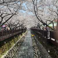 🇰🇷Jinhae : Cherry Blossom Festival🌸 (01.Apr.202