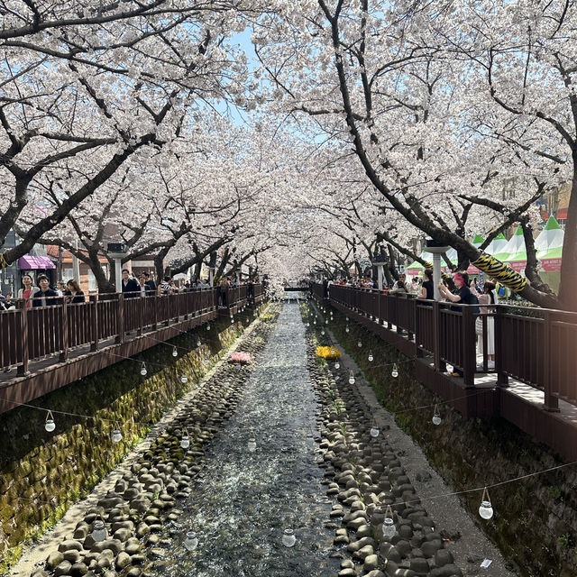 🇰🇷Jinhae : Cherry Blossom Festival🌸 (01.Apr.202