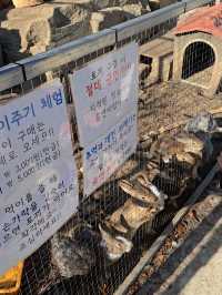 바위포토존 인증샷은 필수인 청송 얼음골❄️