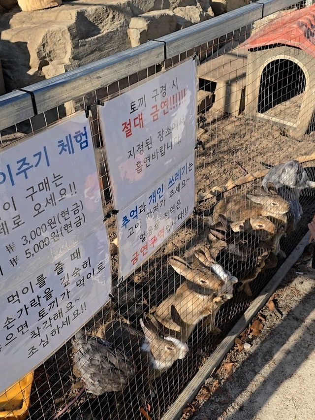 바위포토존 인증샷은 필수인 청송 얼음골❄️