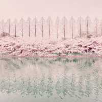 大阪城公園，活出生命櫻花
