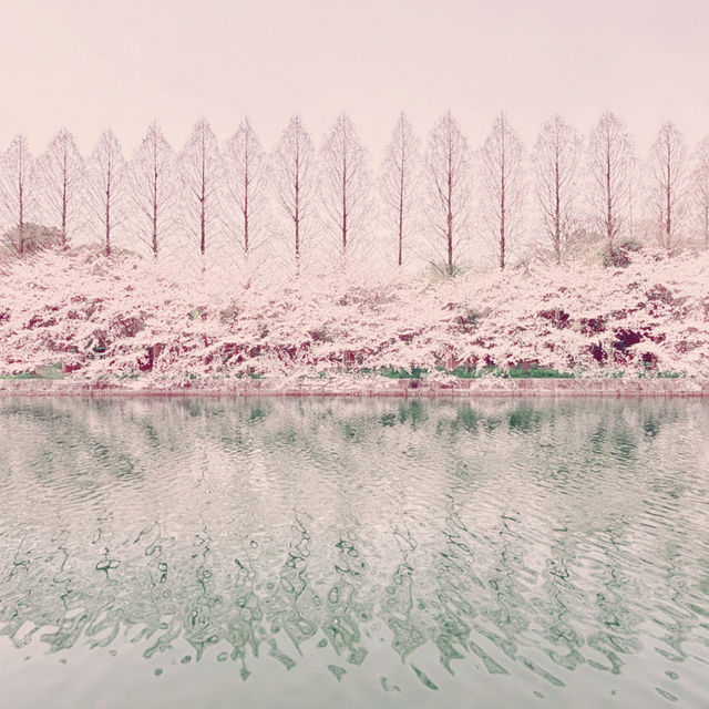 大阪城公園，活出生命櫻花