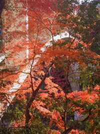 東京御岳渓谷🍁紅葉と清流の癒しスポット