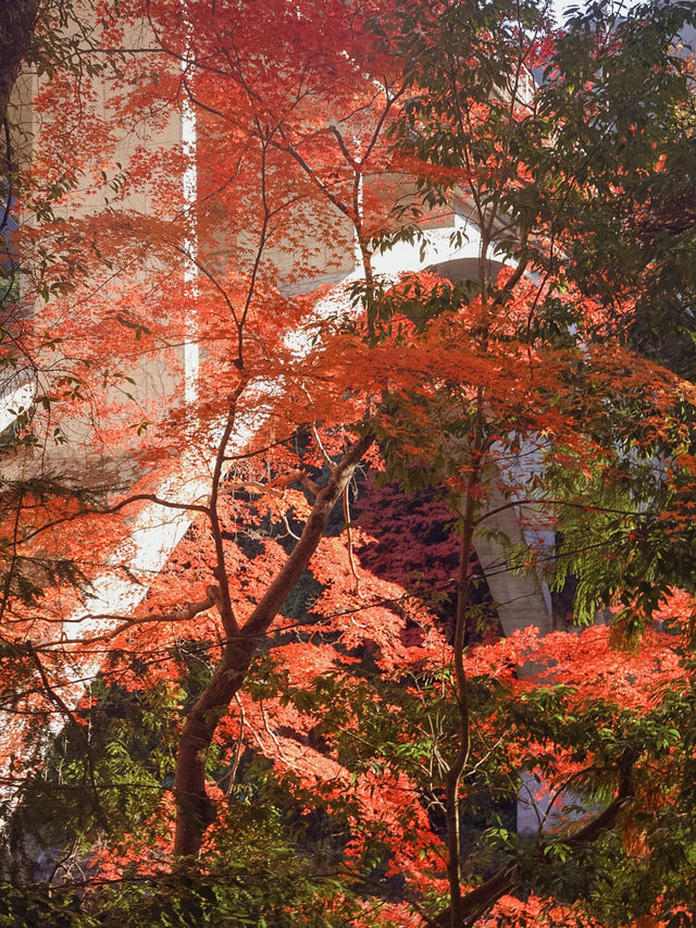 東京御岳渓谷🍁紅葉と清流の癒しスポット