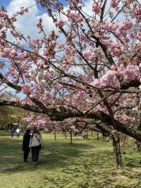 Hirosaki Park: A Cherry Blossom Paradise