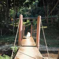 ธรรมชาติ ป่าเขา สายน้ำ ลำธาร