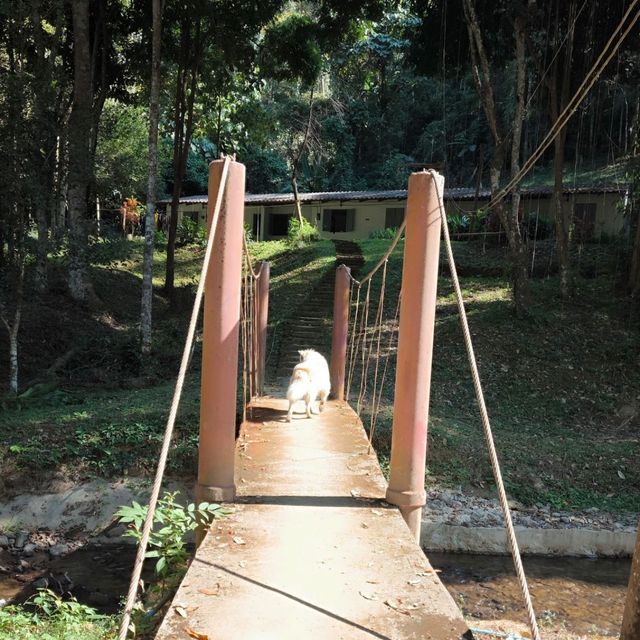 ธรรมชาติ ป่าเขา สายน้ำ ลำธาร