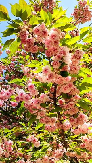 Happy Spring Day with Family ✨️