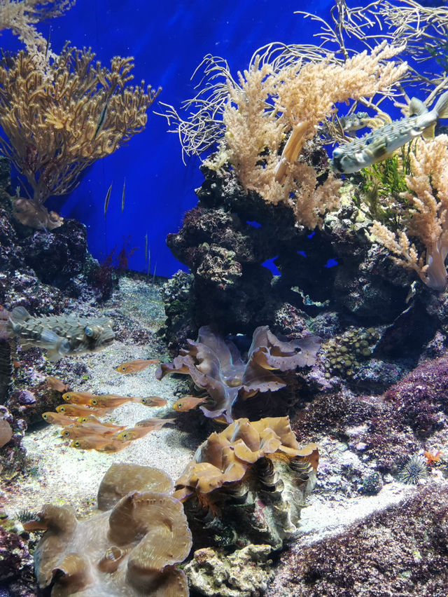 🇸🇬 Dive Into Wonder: Exploring the Magic of Jellyfish and Marine Life at Singapore Sea Aquarium
