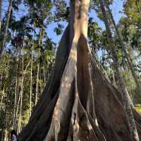 The Giant Tree at Ban Sanam