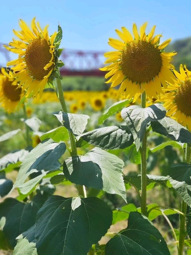【見渡す限りのひまわり畑は圧巻】