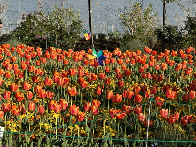 Oishi Park: The Perfect Frame for Mount Fuji