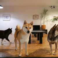 คาเฟ่น้องหมาชิบะ ที่เขาใหญ่🐕