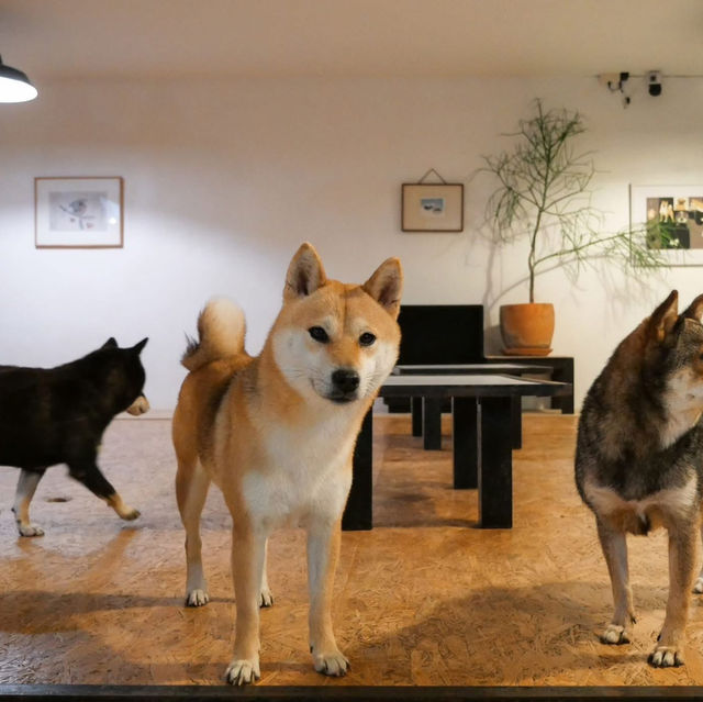 คาเฟ่น้องหมาชิบะ ที่เขาใหญ่🐕