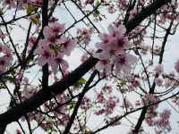 Golden Town in Spring: Jinguashi’s Cherry Blossom Magic